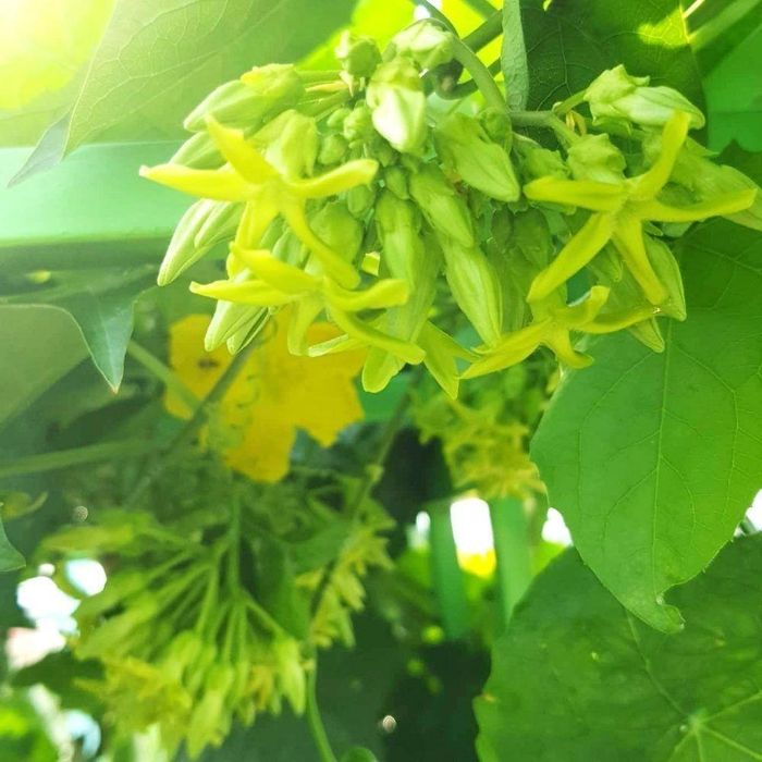 Việc quyết định trồng hoa Thiên Lý trước nhà nên dựa trên điều kiện thực tế của không gian sống. Ảnh minh họa.