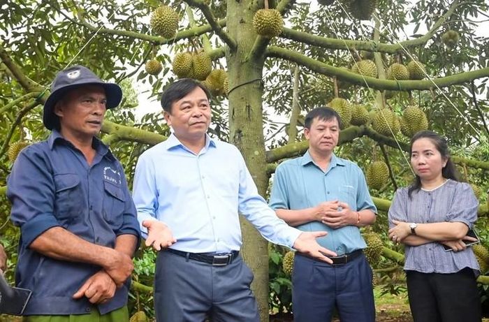Thứ trưởng Nguyễn Hoàng Hiệp khảo sát vùng trồng tại Đắk Lắk. Ảnh: P.H