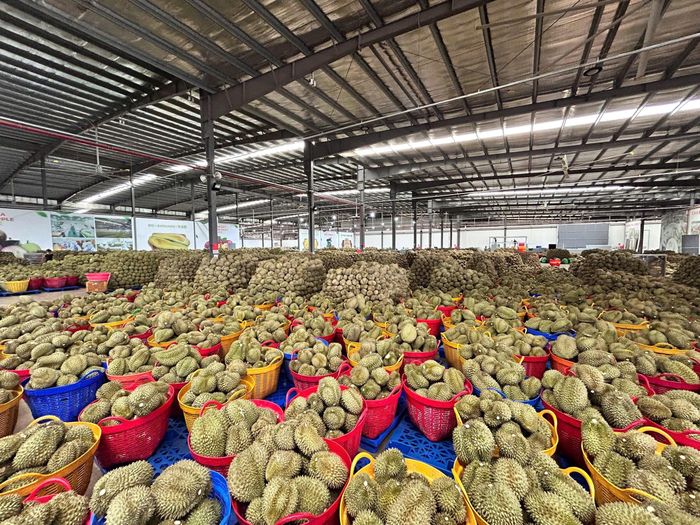 Nhiều doanh nghiệp thu mua cho biết tỷ lệ sầu riêng đạt chuẩn xuất khẩu tại một số kho giảm gần một nửa so với cùng kỳ năm ngoái.