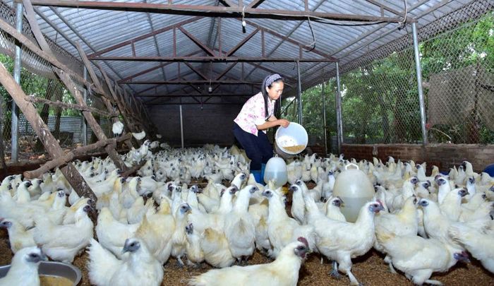 HTX gà vi sinh Thu Thoan (xã Kim Anh) áp dụng mô hình nông nghiệp tuần hoàn trong chăn nuôi, cung cấp cho thị trường gà thương phẩm chất lượng. Ảnh: Thu Thoan