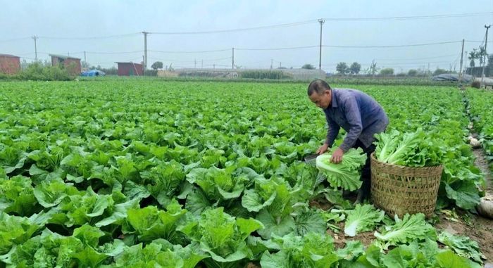 HTX nông nghiệp Văn Đức (xã Bát Tràng) trồng rau an toàn, VietGAP trên hàng trăm hécta, doanh thu đạt từ 500-700 triệu đồng/ha/năm, góp phần tạo việc làm, thu nhập ổn định cho các thành viên, nông dân. Ảnh: Ánh Dương