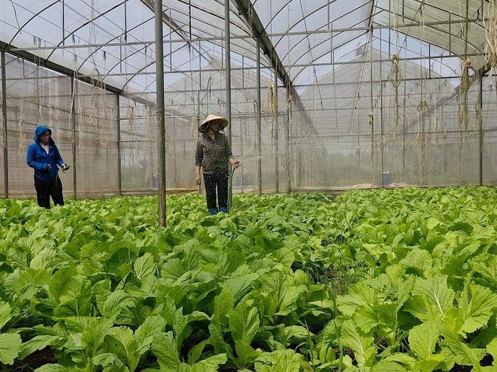 Mô hình sản xuất nông nghiệp hữu cơ trong nhà màng ở xã Phú Xuyên mang lại hiệu quả kinh tế cao, góp phần bảo vệ môi trường, thích ứng biến đổi khí hậu. Ảnh: PV