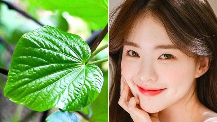 Việc sử dụng lá lốt không chỉ giúp giảm viêm mà còn góp phần làm dịu da, kích thích tuần hoàn máu dưới da, từ đó hỗ trợ quá trình phục hồi tổn thương do mụn gây ra nhanh hơn.