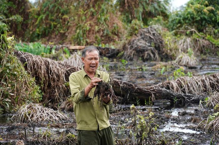  Tầng đất than bùn bị ngập nước trong thời gian dài ảnh hưởng đến sinh trưởng tự nhiên của cây tràm tại Vườn Quốc gia U Minh Hạ 