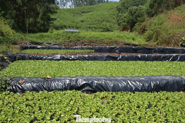  Nhận thấy hiệu quả kinh tế vượt mong đợi, cuối năm 2025, anh tiếp tục mở rộng diện tích lên hơn 4.500m2, xây dựng 17 ao nuôi lớn nhỏ để tăng quy mô sản xuất. 
