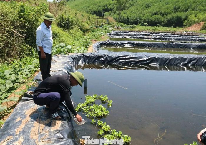 Tháng 5/2025, anh quyết định cải tạo hơn 4.000m2 đất lúa để xây dựng mô hình nuôi ốc bươu đen. "Thời điểm đó, bố mẹ lo lắm vì đây là mô hình hoàn toàn mới ở địa phương, chi phí đầu tư cũng khá lớn, trong khi gia đình chưa có kinh nghiệm. Sau khi tham quan nhiều mô hình trong và ngoài tỉnh, vợ chồng tôi quyết định nuôi ốc bằng phương pháp lót bạt HDPE", anh Hân kể. 