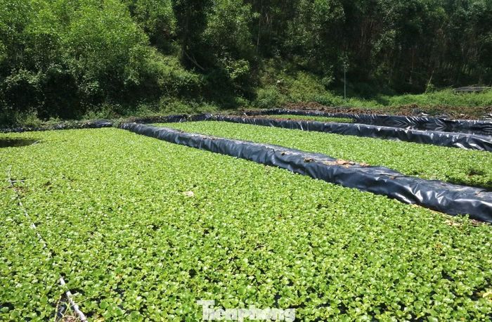 Khác với cách nuôi truyền thống trên nền bùn, toàn bộ đáy ao được phủ bạt HDPE - loại vật liệu có khả năng chống thấm, chịu nắng nóng và độ bền cao. Theo anh Hân, phương pháp này giúp kiểm soát môi trường nước tốt hơn, hạn chế thất thoát, giảm nguy cơ ô nhiễm và mầm bệnh, đồng thời việc vệ sinh, quản lý, thu hoạch cũng thuận lợi hơn rất nhiều.