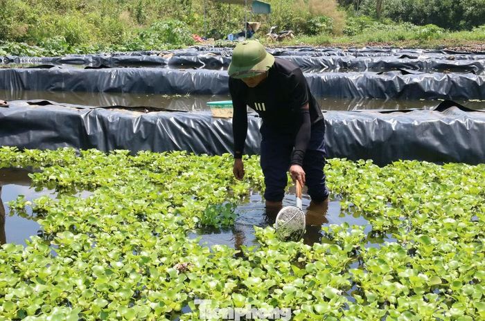 Ông Đoàn Bá Cảnh - Chủ tịch Hội Nông dân xã Giai Lạc cho biết, ngoài gia đình anh Hân, hiện dọc khe Hủng Găng đã có thêm hai hộ dân đầu tư nuôi ốc bươu đen bằng phương pháp lót bạt HDPE với tổng diện tích khoảng 6.000m2. Theo ông Cảnh, mô hình này đặc biệt phù hợp với những vùng đất trũng, hiệu quả trồng lúa thấp, góp phần đa dạng hóa sinh kế và nâng cao thu nhập cho người dân miền núi.