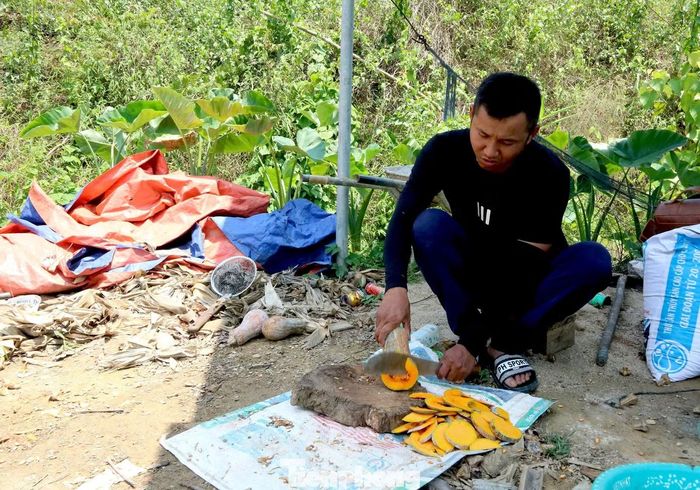 Theo anh Hân, nuôi ốc bươu đen không đòi hỏi quá nhiều nhân công. Mỗi ngày, vợ chồng anh chỉ dành vài giờ để cho ốc ăn và theo dõi môi trường nước. Điều quan trọng nhất là phải đảm bảo nguồn nước luôn sạch và tuân thủ đúng quy trình kỹ thuật. Thức ăn của ốc chủ yếu là các loại rau, lá cây và phụ phẩm nông nghiệp như lá sắn, rau, đu đủ, môn, lá ổi, lá mít... Những loại cây này đều dễ trồng, sẵn có nên giúp giảm đáng kể chi phí sản xuất.