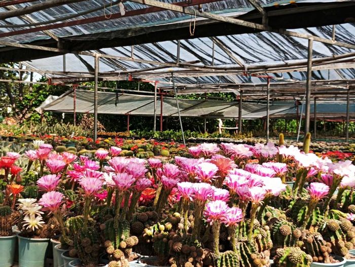 Chị Nhy cho biết, sang năm chị sẽ mở rộng thêm vườn hoa của mình