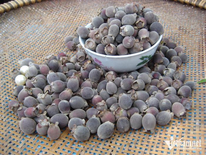 Quả sim chín hỗ trợ chức năng tiêu hóa. Ảnh: N. Huyền