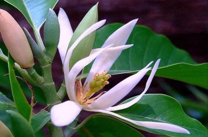 Hoa ngọc lan tây mang hương thơm phức hợp giữa hoa lá và gỗ, biến phòng khách thành không gian sang trọng.