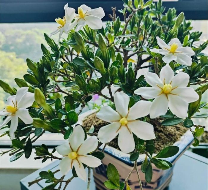 Hoa dành dành trắng muốt với hương thơm nồng nàn, mang đến không gian phòng ngủ sự thư thái.