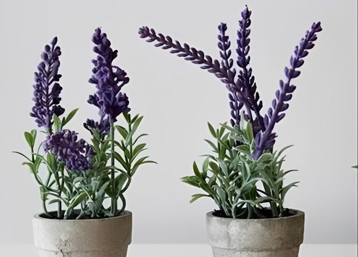Hoa oải hương tím với hương thơm nhẹ nhàng, thanh tao, mang đến không gian làm việc sự tập trung và thư giãn.