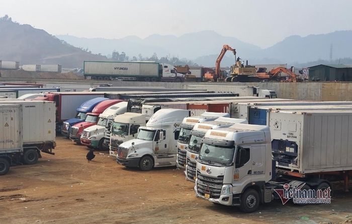 Khoảng 25-30% xe đầu kéo đang phải nằm bãi vì không tuyển được lái xe hạng CE, theo Hiệp hội Vận tải ô tô Việt Nam. Ảnh: KT