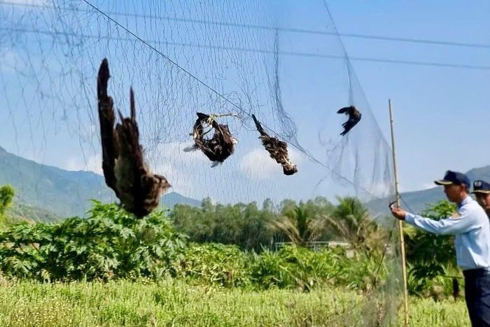 Tình trạng chim yến bị săn bắt. Ảnh: XN