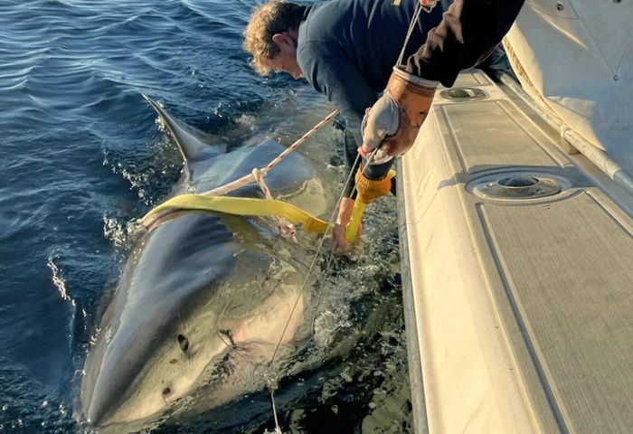 Cá mập trắng Contender nặng 771kg được gắn thẻ theo dõi vào tháng 1/2025. Ảnh: OCEARCH