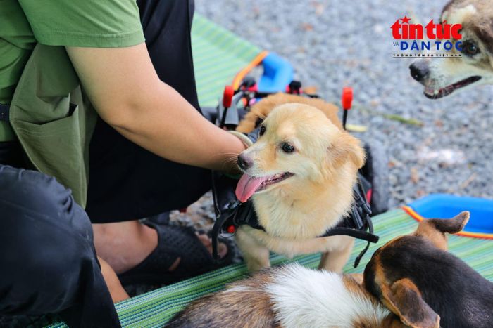Sau thời gian được chăm sóc, nhiều chú chó từng bị bỏ rơi đã dần hồi phục sức khỏe và trở nên thân thiện hơn với con người.