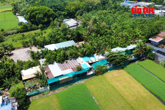 Cách trung tâm TP Hồ Chí Minh gần một giờ chạy xe, "Nhà Xanh" nằm bên cánh đồng rau ở xã Đông Thạnh, nơi đang cưu mang khoảng 150 chú chó bị bỏ rơi.