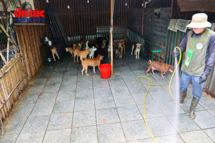 Anh Tú, chồng chị Nguyễn Thị Kim Ngân, dọn dẹp, vệ sinh chuồng nuôi. Đây là công việc hằng ngày để chăm sóc khoảng 150 chú chó.