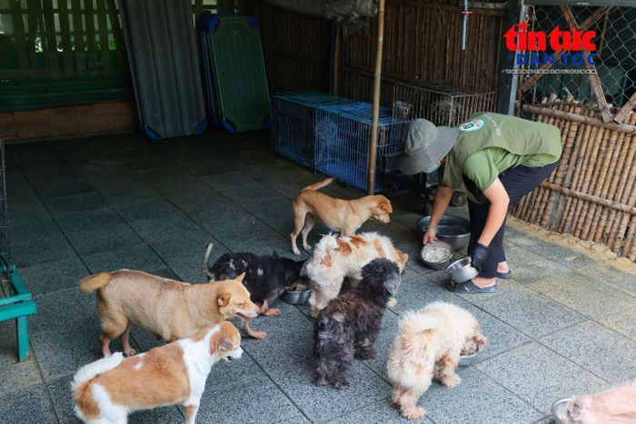 Đến giờ ăn, khu vực chăm sóc trở nên nhộn nhịp khi mỗi chú chó được chia khẩu phần phù hợp với tình trạng sức khỏe.