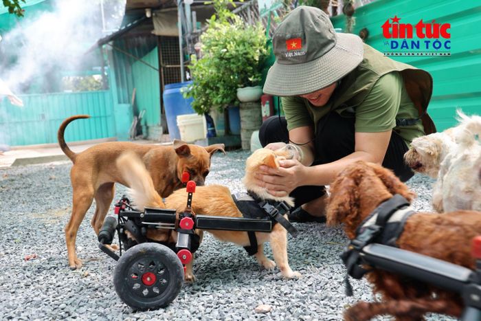 Những chú chó bị liệt, mang thương tật được hỗ trợ xe lăn để thuận tiện di chuyển.
