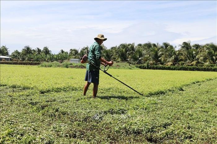 Anh Đặng Văn Trực, ấp Nhơn Huề, xã Long Hưng, tỉnh Đồng Tháp phải cắt bỏ ruộng rau răm 0,8 ha chuẩn bị thu hoạch vì bị vàng lá.