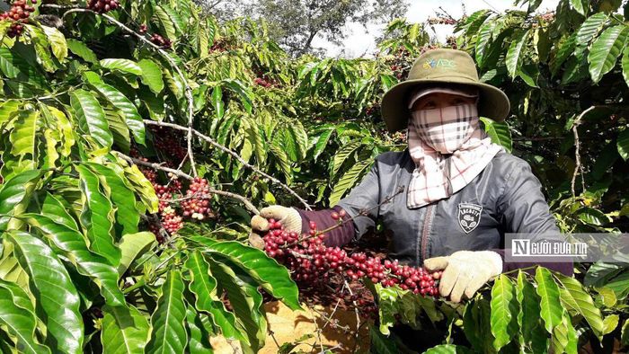 Xây dựng các chuỗi liên kết là cơ sở để hình thành vùng sản xuất cấp mã số vùng trồng, truy xuất nguồn gốc phục vụ xuất khẩu