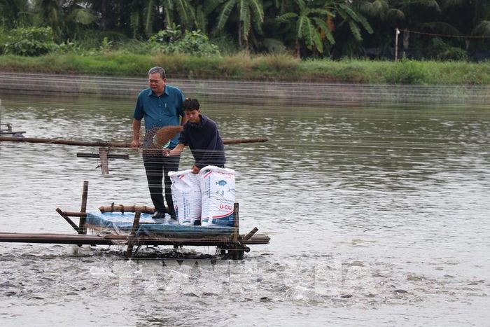Cá rô phi từ lâu đã được người dân nuôi phổ biến dưới nhiều hình thức. Ảnh: Thanh Hòa - TTXVN