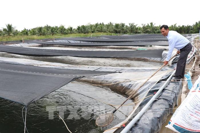 Trại ương dưỡng cá rô phi giống. Ảnh: Thanh Hòa - TTXVN