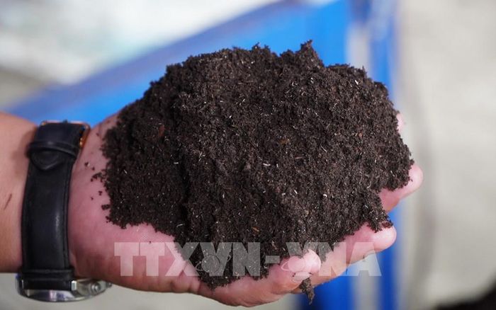 Phân hữu cơ sản xuất từ rơm sau khi ủ nấm. Ảnh: Nhựt An - TTXVN