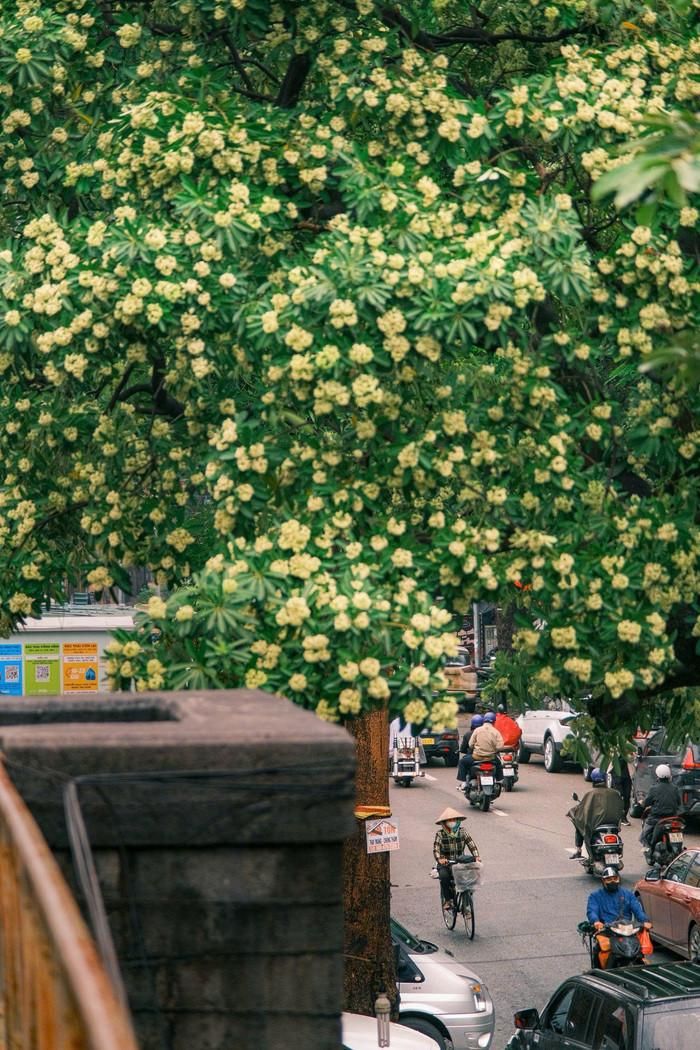 Hoa sữa Hà Nội. Ảnh: Quang Anh - loanh.quanh.w.qanh