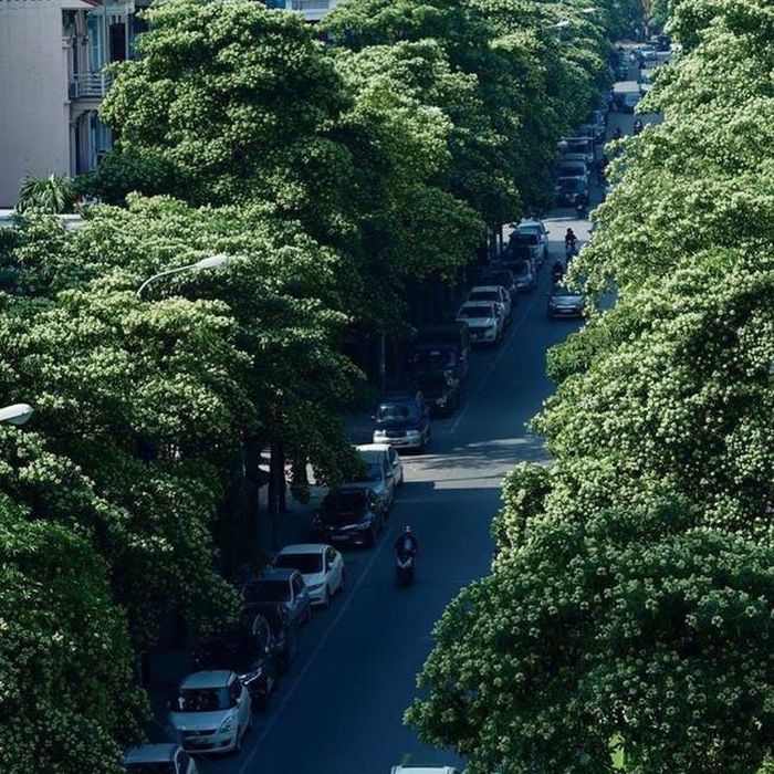 Hoa sữa nở rộ cả con đường. Ảnh: @sonn.solo.