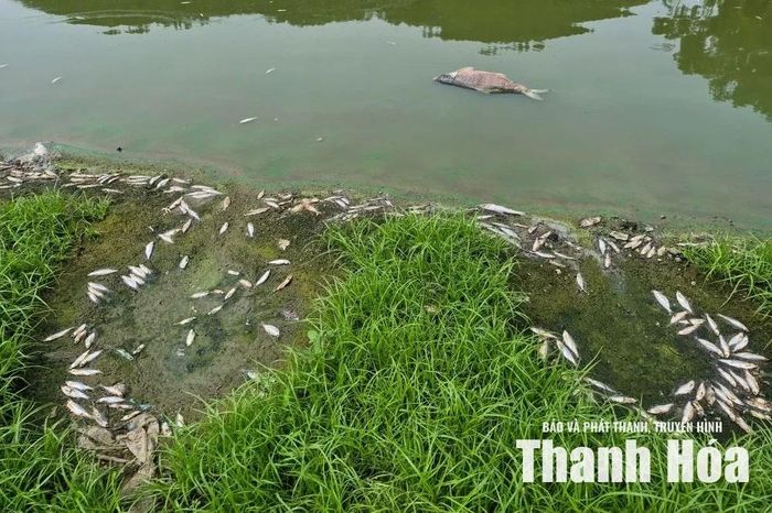 Cá chết nhiều trên hồ Đồng Nửng.