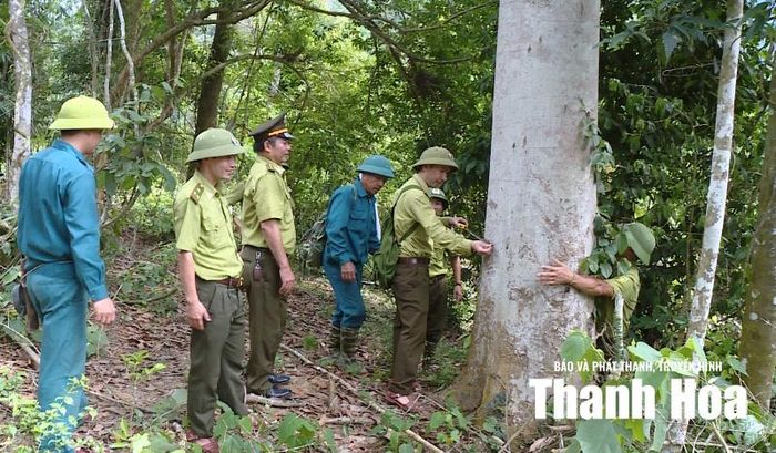 Lực lượng chức năng bên cây trám trắng.