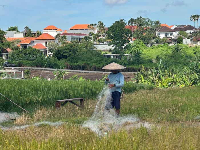 Một nông dân đang làm việc trên cánh đồng lúa, phía sau là dãy biệt thự du lịch. Ảnh: The Guardian