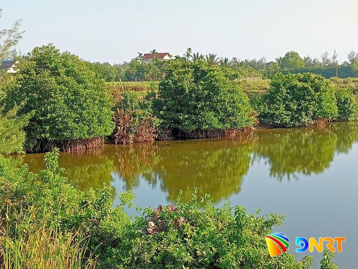 Hồ nuôi tôm trồng cây ngập mặn. Ảnh: VĂN PHIN