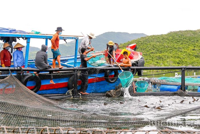 Ngư dân xã Đại Lãnh thu hoạch cá trong lồng tròn HDPE. Ảnh: C.ĐỊNH