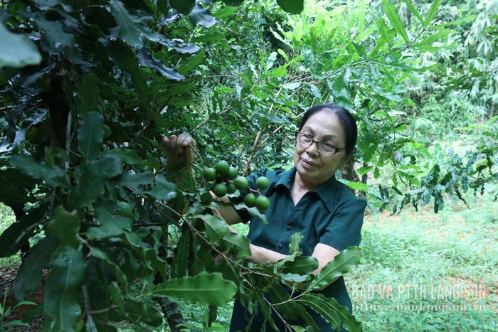 Hội viên Hội Cựu Thanh niên xung phong xã Thất Khê chăm sóc cây mắc ca