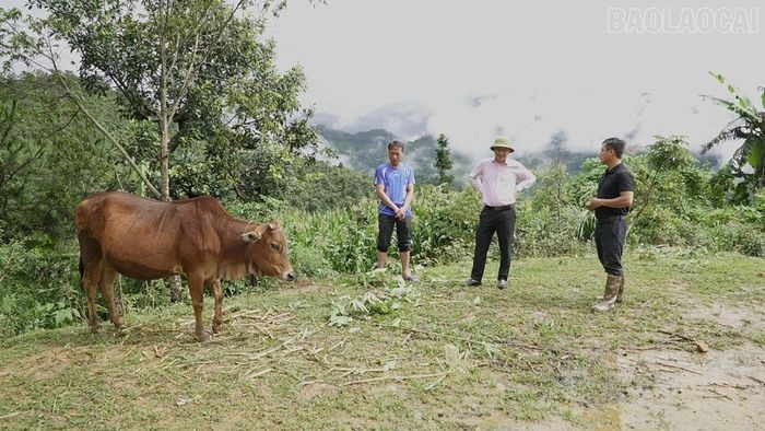 Số vốn 100 triệu đồng đã giúp anh Lý A Vàng phát triển chăn nuôi gia súc mang lại hiệu quả kinh tế.