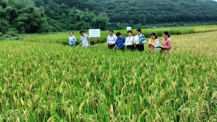 Cơ quan quản lý khoa học và các chuyên gia đánh giá giống lúa LC26 tại Trại Nghiên cứu và Sản xuất giống nông nghiệp Bát Xát.