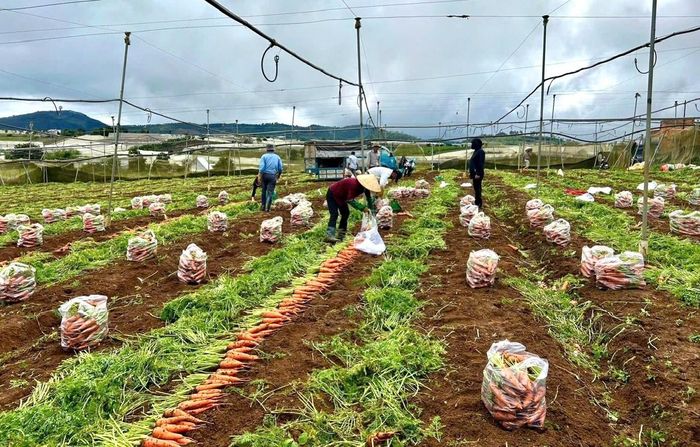 Toàn tỉnh xây dựng các vùng nguyên liệu sinh thái bền vững