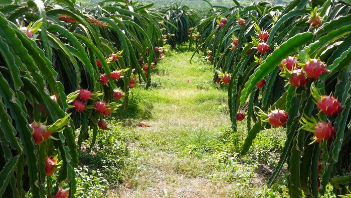 Tạo môi trường đầu tư kinh doanh thông thoáng, thân thiện, hấp dẫn.