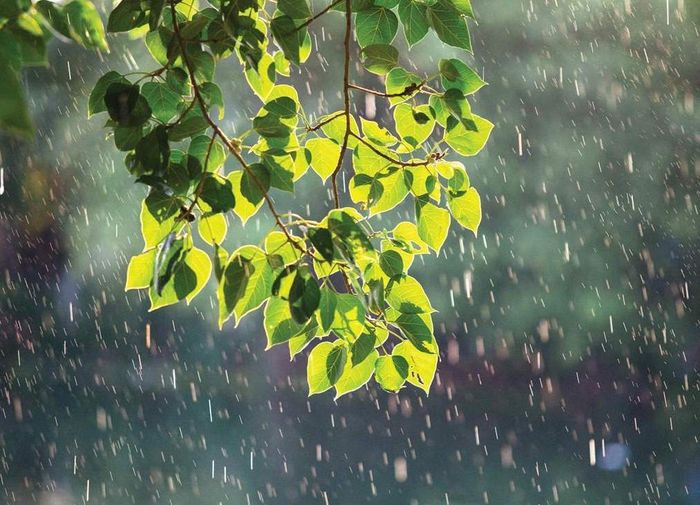 Bản đồ dự báo xu thế thời tiết đất liền thời hạn đến 10 ngày từ đêm 15 đến ngày 25/07/2026
