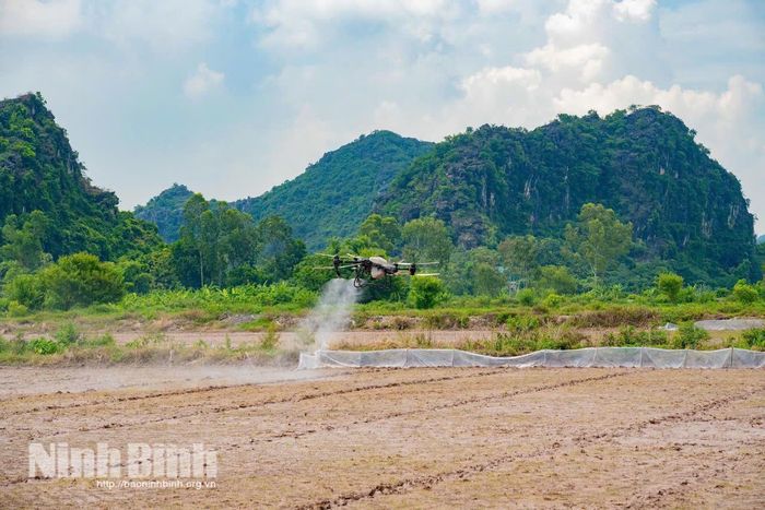 Thiết bị bay không người lái (drone) thực hiện phun thuốc trừ cỏ cho diện tích gieo sạ, mang lại hiệu quả phòng ngừa cao và giảm tối đa chi phí cho nông dân. Ảnh: Ngọc Linh