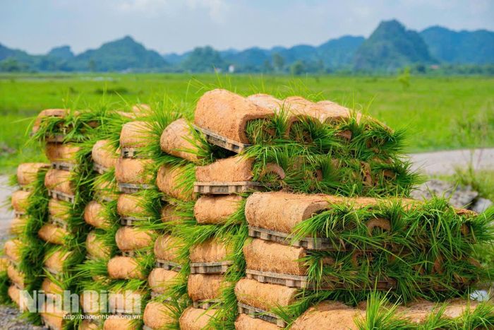 Những khay mạ sẵn sàng đưa xuống đồng đất phục vụ sản xuất vụ Mùa 2026. Ảnh: Ngọc Linh