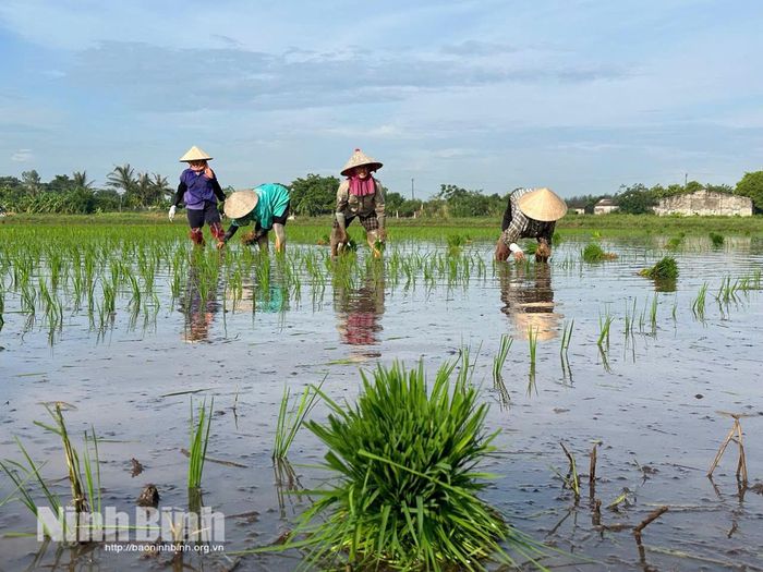 Nông dân xã Yên Khánh cấy lúa Mùa. Ảnh: Nguyễn Lựu