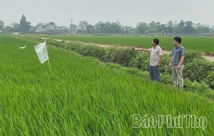 HTX Thảo dược Đồng Ích, xã Tiên Lữ đưa giống lúa lứt đen vào sản xuất, cho hiệu quả kinh tế cao gấp hơn hai lần so với lúa thuần.