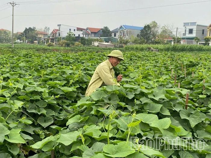 Nông dân thôn Làng Hà, xã Tam Đảo trồng rau quả su su theo hướng thâm canh, đạt tiêu chuẩn VietGAP.