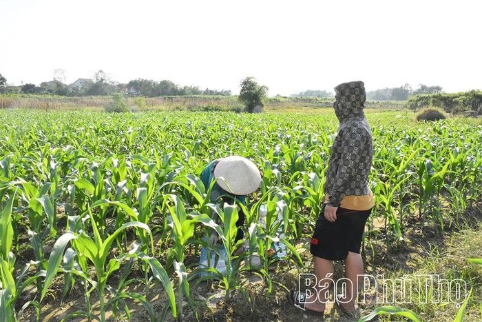 Nông dân xã Tiên Lữ phát triển sản xuất ngô lai năng suất cao trong vụ Mùa.
